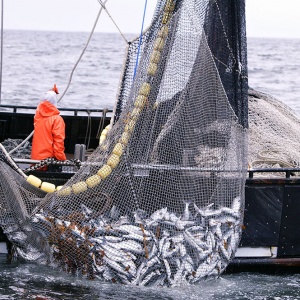 AMERICA-DO-NORTE-PESCA-LM-PESCADOS___