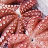 Octopus in a fresh market